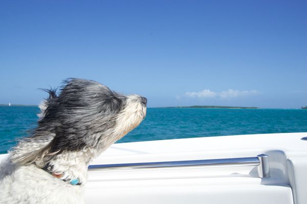 A dog with windswept fur is enjoying a boat ride, gazing out at the ocean under a clear blue sky.