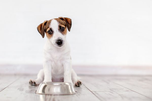 A small dog with brown and white fur sits on a wooden floor, looking up at the camera, with a metal bowl in front.