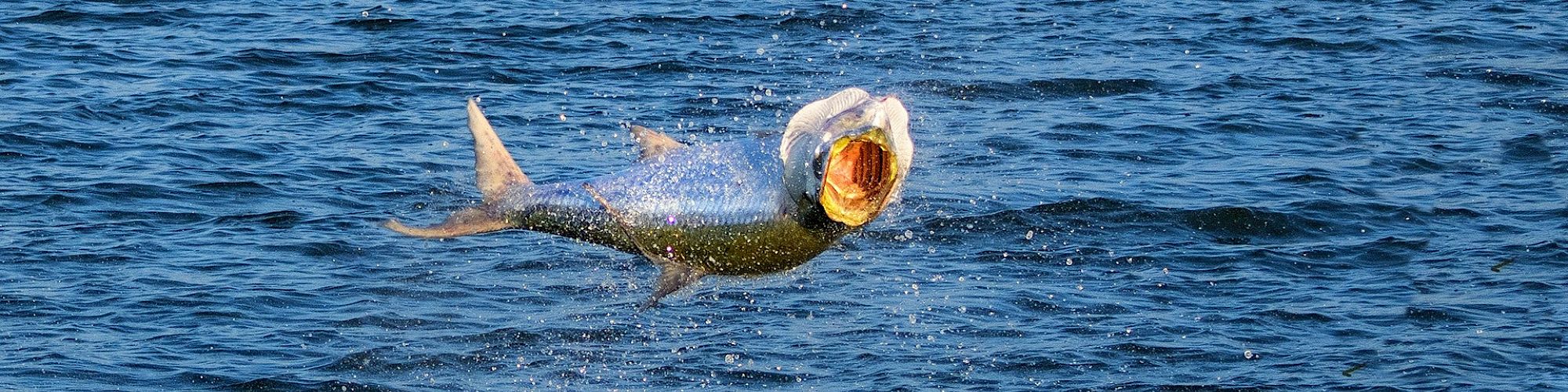 A fish is leaping out of the water, creating splashes. You can see the inside of its open mouth.