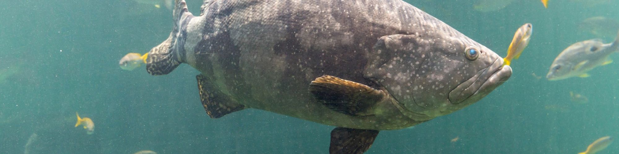 A large fish swimming underwater with several smaller fish around it.