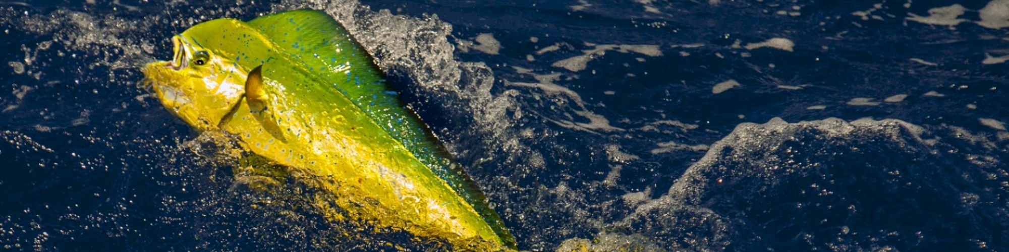 A brightly colored fish, likely a dolphinfish (mahi-mahi), is swimming or being reeled in on the surface of the dark blue ocean water.