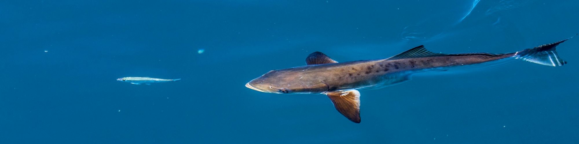 A fish is swimming in clear blue water with a small object or another fish nearby on the left, and the scene is visible from an underwater perspective.