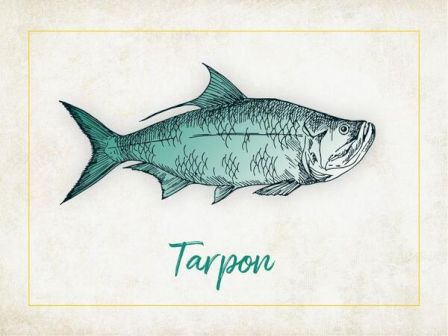 The image shows an illustrated blue-green fish identified as a "Tarpon" with the name written below it in green text, all on a light background.