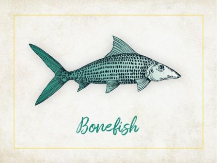 Illustration of a fish with "Bonefish" written below it in stylized text on a beige background with a yellow border ending the sentence.