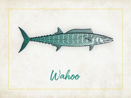 The image shows a detailed illustration of a fish labeled "Wahoo" with the name written underneath in cursive script.