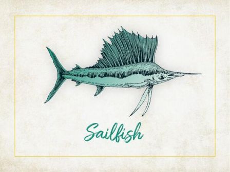 The image depicts an illustration of a sailfish with the word "Sailfish" written below it in a stylized font.