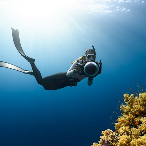 A diver is underwater, holding a camera aimed at a coral reef with various colorful corals and small fish swimming around. Sunlight filters through.