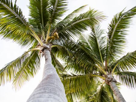 This image shows two tall palm trees reaching upwards, with green fronds spread out against a light sky. There are coconuts visible on one of the trees.