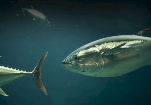 The image shows a close-up of several large fish swimming underwater, with focus on one prominently silver fish.