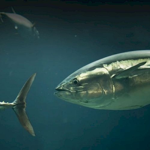 The image shows a close-up of several large fish swimming underwater, with focus on one prominently silver fish.