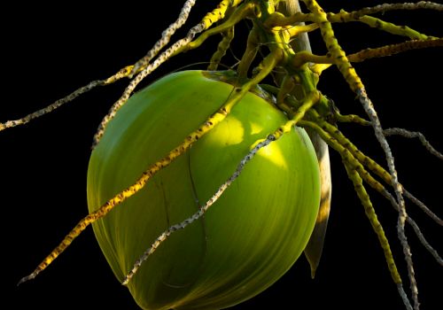 The image shows a green coconut hanging from a palm tree with its roots and branches extending outward against a black background.