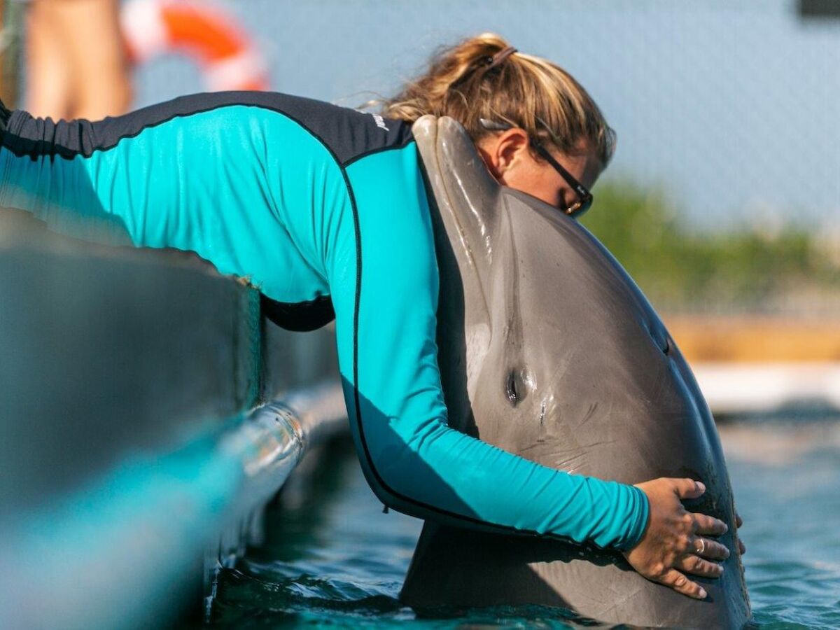 A person in a blue wetsuit is hugging a dolphin at the edge of a pool, creating a moment of connection and affection.