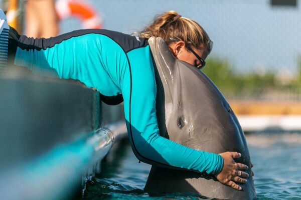 A person in a blue wetsuit is hugging a dolphin by the edge of a pool.